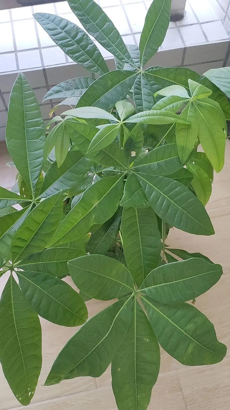 家里再穷也要养这3种花，家里再穷也要养这3种花的说说-第3张图片-优品飞百科