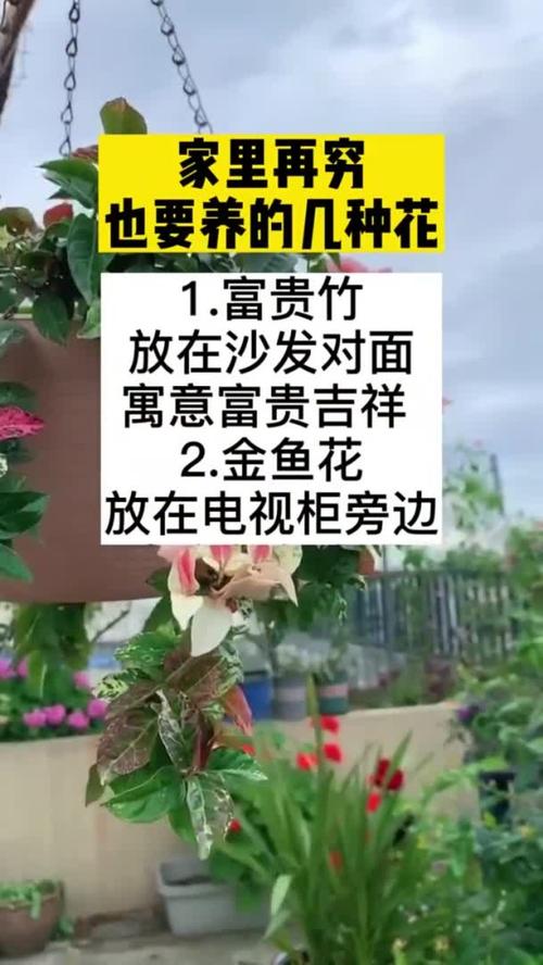 家里再穷也要养这3种花，家里再穷也要养这3种花的说说-第4张图片-优品飞百科