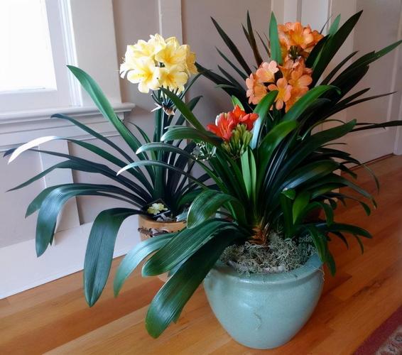 家里再穷也要养这3种花，家里再穷也要养这3种花的说说-第5张图片-优品飞百科