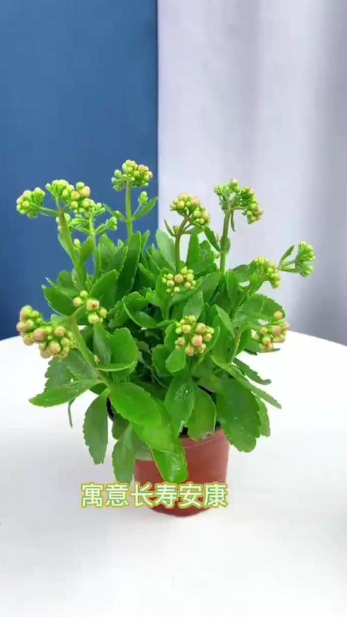 家里再穷也要养这3种花，家里再穷也要养这3种花的说说-第6张图片-优品飞百科