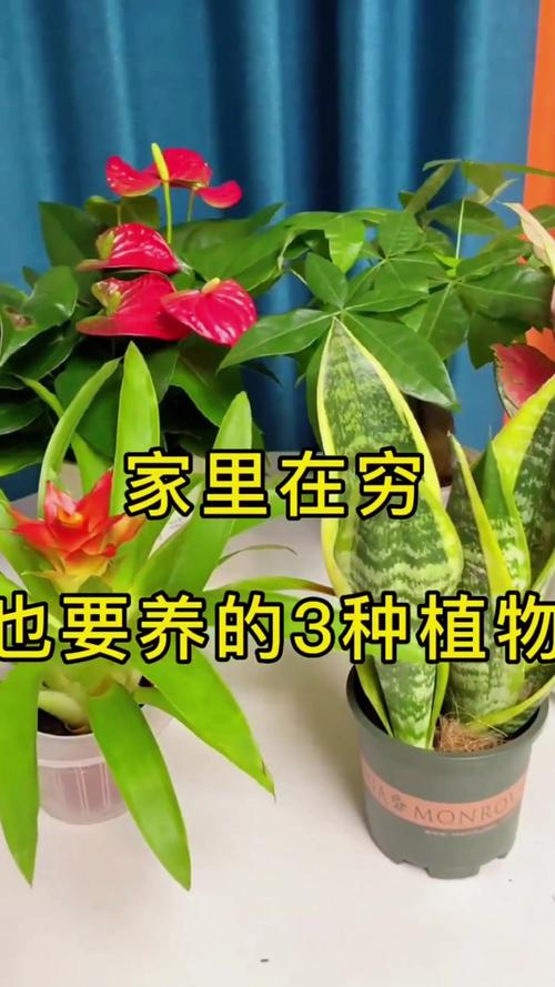 家里再穷也要养这3种花，家里再穷也要养这3种花的说说-第7张图片-优品飞百科
