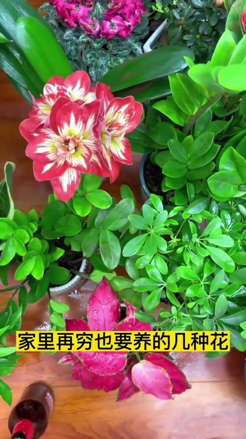 家里再穷也要养这3种花，家里再穷也要养这3种花的说说-第8张图片-优品飞百科