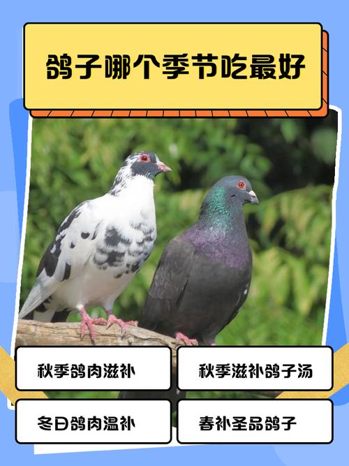 白凤有什么好处，白凤饮有什么功效-第2张图片-优品飞百科