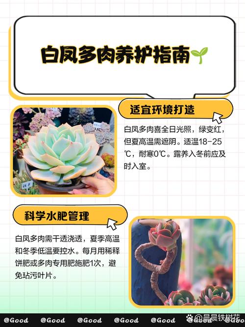 白凤有什么好处，白凤饮有什么功效-第5张图片-优品飞百科