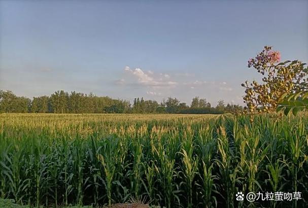 天气预报太康？天气预报太康县15天？-第5张图片-优品飞百科