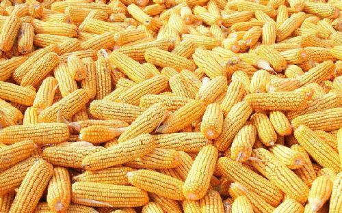 天气预报饶河，天气预报饶河15天查询-第3张图片-优品飞百科