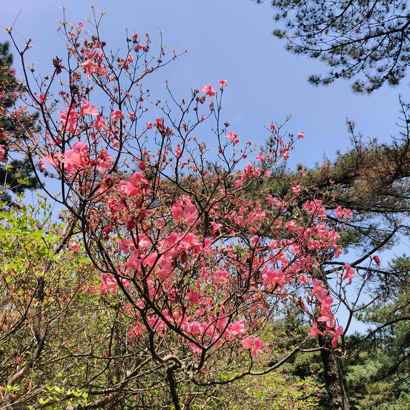 麻城龟峰山天气预报，麻城龟峰山天气预报15天当地天气查询表