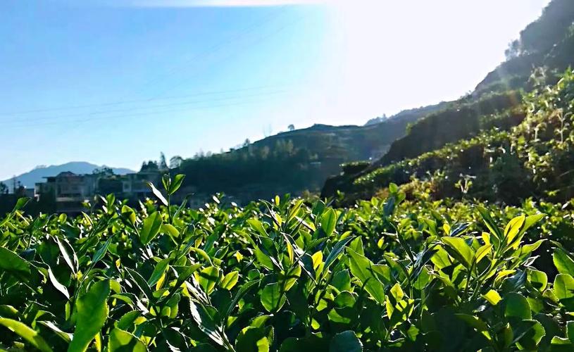 安溪感德天气预报，安溪感德天气预报30天-第2张图片-优品飞百科