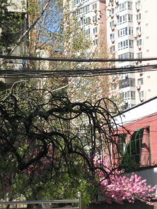 北京朝阳区天气预报，北京朝阳区天气预报24小时天气预报？-第2张图片-优品飞百科