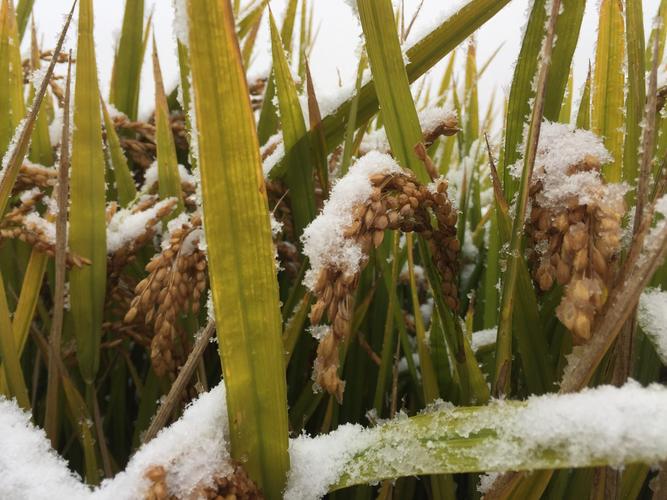 洪河农场天气预报，洪河农场天气预报一周？-第3张图片-优品飞百科