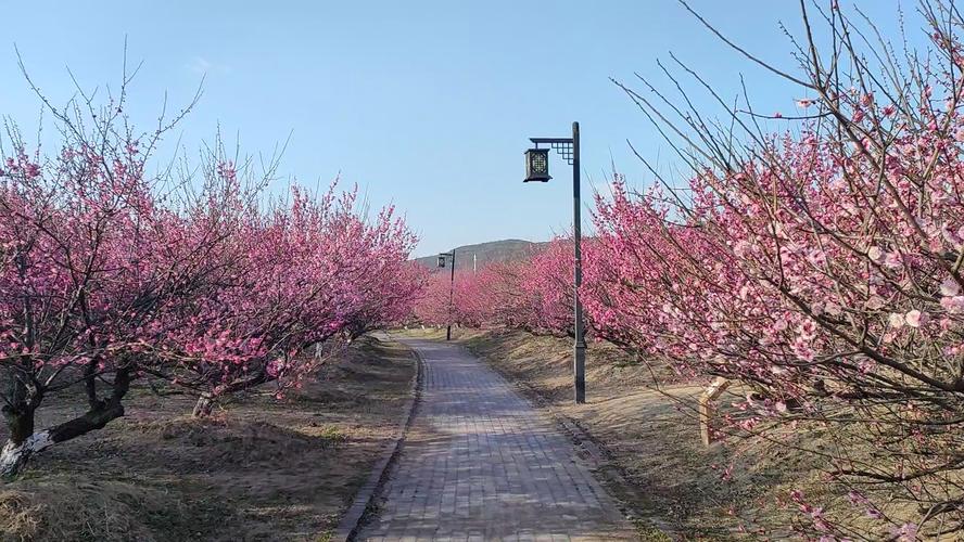 灌云县同兴镇天气预报，灌云县同兴镇同兴中学-第1张图片-优品飞百科