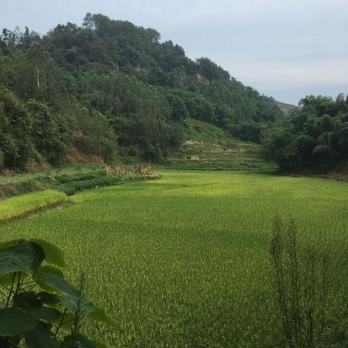 乐山市天气预报，乐山市中区天气预报？-第5张图片-优品飞百科