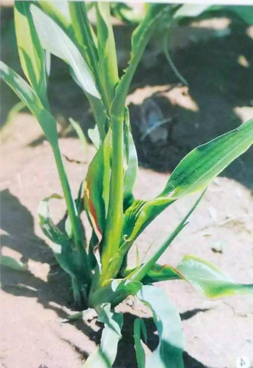 河北邢台天气预报，河北邢台天气预报一周7天10天15天下载安装？-第2张图片-优品飞百科