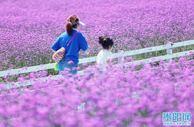 贵阳天气预报15天查询结果，贵阳天气预报15天查询结果 新闻？-第5张图片-优品飞百科
