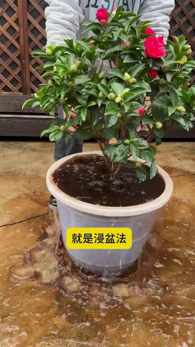 茶水可以浇花吗?老白茶水可以浇花吗?-第2张图片-优品飞百科 茶水可以浇花吗?老白茶水可以浇花吗?-第2张图片-优品飞百科