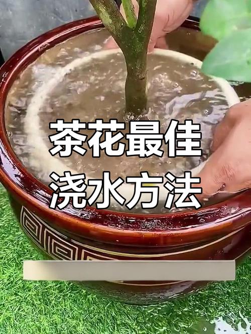 茶水可以浇花吗?老白茶水可以浇花吗?-第5张图片-优品飞百科 茶水可以浇花吗?老白茶水可以浇花吗?-第5张图片-优品飞百科