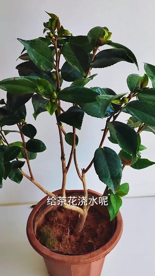 茶水可以浇花吗?老白茶水可以浇花吗?-第6张图片-优品飞百科 茶水可以浇花吗?老白茶水可以浇花吗?-第6张图片-优品飞百科
