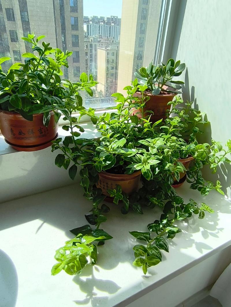 牡丹吊兰夏天怎么浇水？牡丹吊兰夏季养护？-第2张图片-优品飞百科