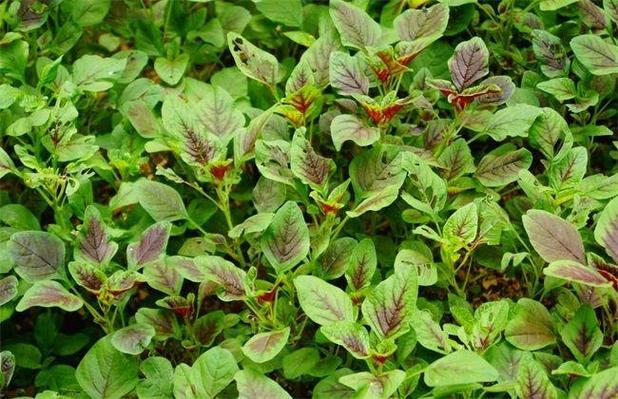 雁来红的病虫害及其防治，雁来红是什么植物？-第2张图片-优品飞百科