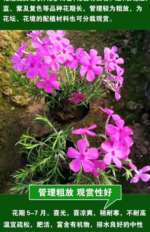 雁来红的病虫害及其防治，雁来红是什么植物？-第3张图片-优品飞百科