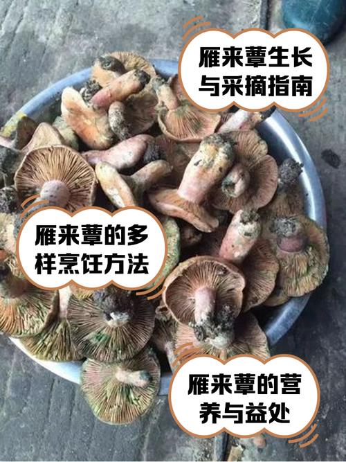 雁来红的病虫害及其防治，雁来红是什么植物？-第4张图片-优品飞百科
