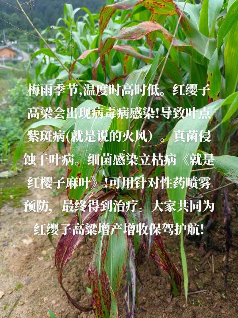 雁来红的病虫害及其防治，雁来红是什么植物？-第5张图片-优品飞百科