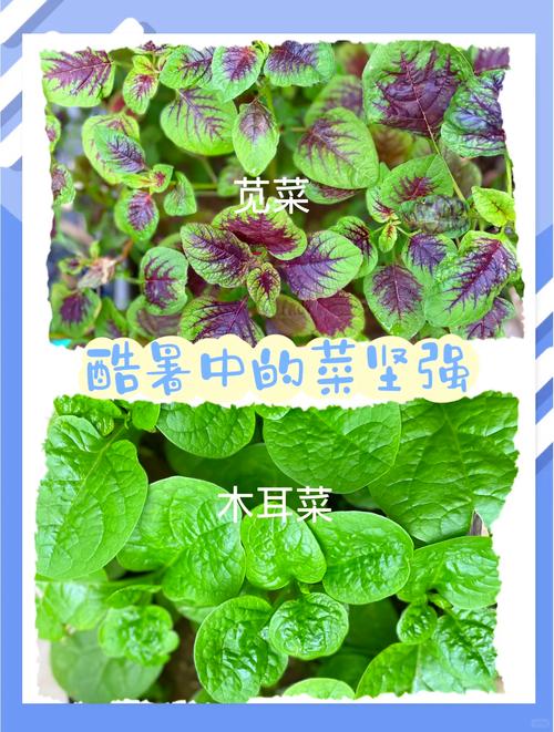 雁来红的病虫害及其防治，雁来红是什么植物？-第6张图片-优品飞百科