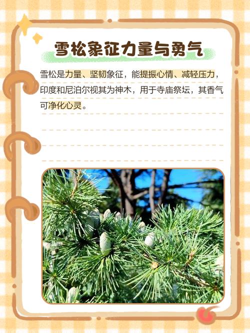 雪松的花语和文化地位？雪松花花语？