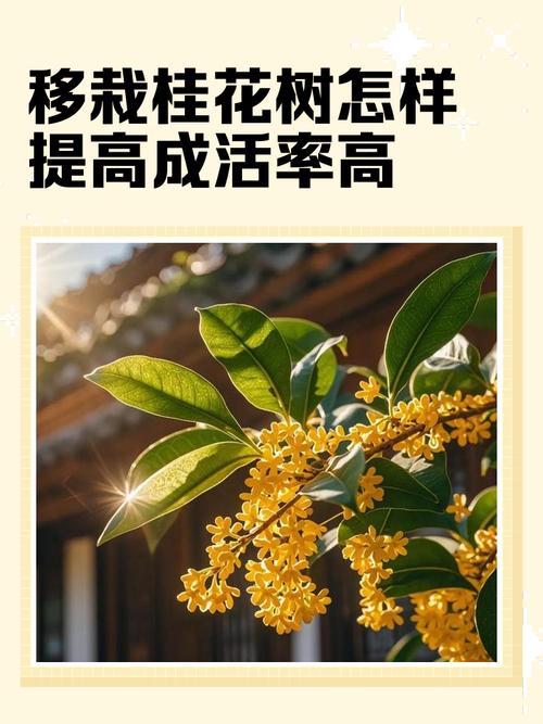 桂花树移植怎保成活，桂花树如何移植？
