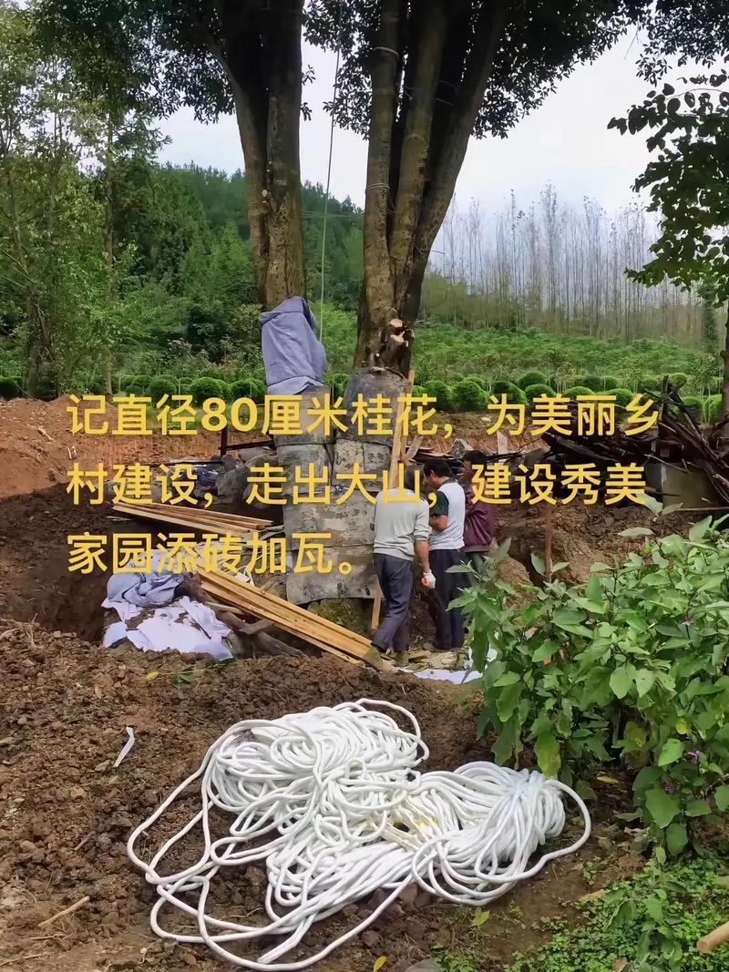 桂花树移植怎保成活，桂花树如何移植？-第2张图片-优品飞百科