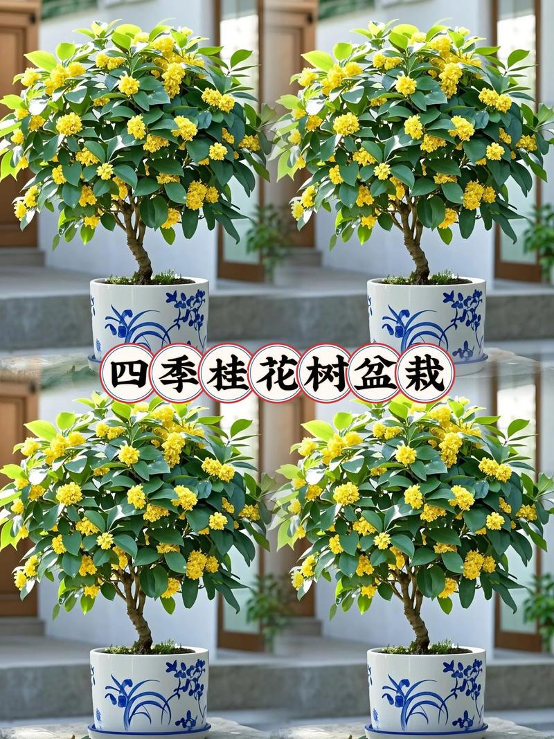桂花树移植怎保成活，桂花树如何移植？-第4张图片-优品飞百科