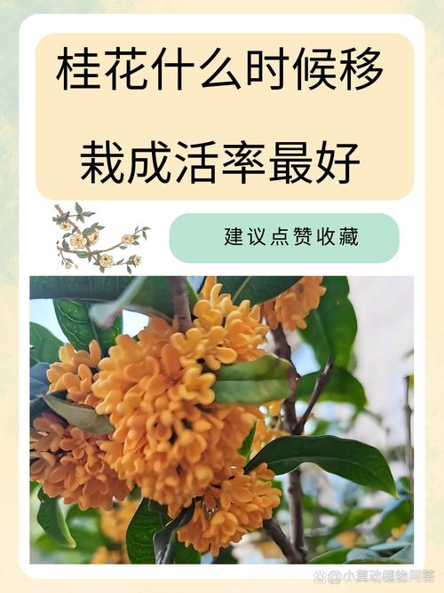桂花树移植怎保成活，桂花树如何移植？-第5张图片-优品飞百科