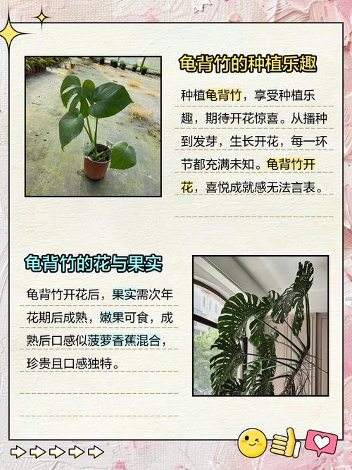 龟背竹的花语和寓意,送人有什么禁忌?龟背竹的花语和寓意,送人有什么禁忌呢?-第1张图片-优品飞百科 龟背竹的花语和寓意,送人有什么禁忌?龟背竹的花语和寓意,送人有什么禁忌呢?-第1张图片-优品飞百科