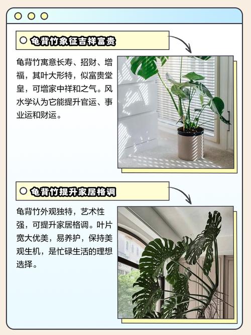 龟背竹的花语和寓意,送人有什么禁忌?龟背竹的花语和寓意,送人有什么禁忌呢?-第2张图片-优品飞百科 龟背竹的花语和寓意,送人有什么禁忌?龟背竹的花语和寓意,送人有什么禁忌呢?-第2张图片-优品飞百科