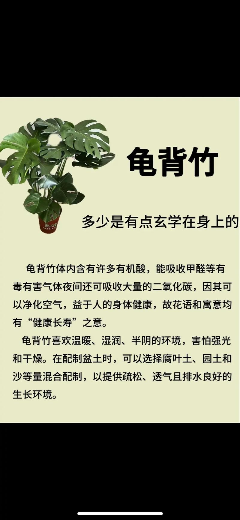 龟背竹的花语和寓意,送人有什么禁忌?龟背竹的花语和寓意,送人有什么禁忌呢?-第3张图片-优品飞百科 龟背竹的花语和寓意,送人有什么禁忌?龟背竹的花语和寓意,送人有什么禁忌呢?-第3张图片-优品飞百科