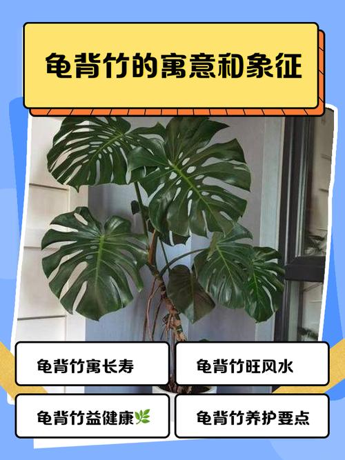 龟背竹的花语和寓意,送人有什么禁忌?龟背竹的花语和寓意,送人有什么禁忌呢?-第4张图片-优品飞百科 龟背竹的花语和寓意,送人有什么禁忌?龟背竹的花语和寓意,送人有什么禁忌呢?-第4张图片-优品飞百科