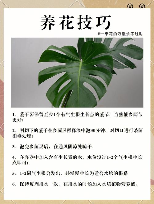 龟背竹的花语和寓意,送人有什么禁忌?龟背竹的花语和寓意,送人有什么禁忌呢?-第5张图片-优品飞百科 龟背竹的花语和寓意,送人有什么禁忌?龟背竹的花语和寓意,送人有什么禁忌呢?-第5张图片-优品飞百科