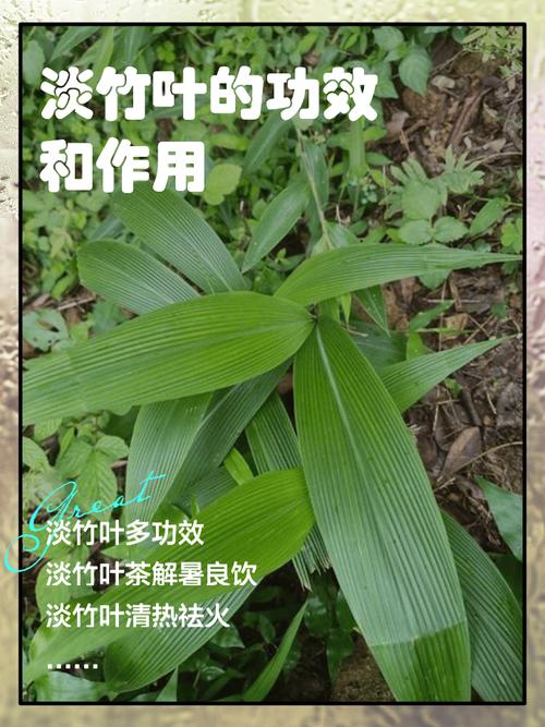竹叶的功效与作用，竹叶柴胡的功效与作用-第1张图片-优品飞百科