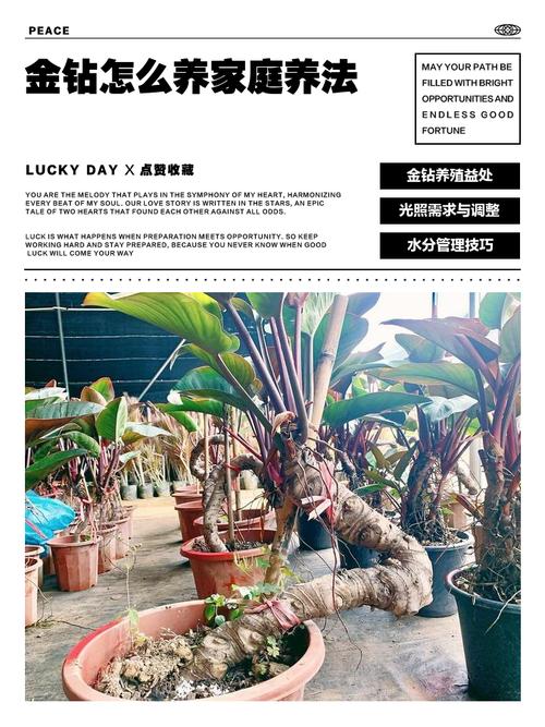 金钻的养殖方法和注意事项？大叶金钻的养殖方法和注意事项？