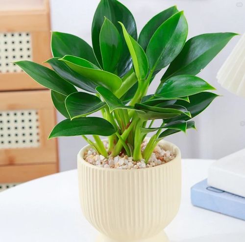 金钻的养殖方法和注意事项?大叶金钻的养殖方法和注意事项?-第2张图片-优品飞百科 金钻的养殖方法和注意事项?大叶金钻的养殖方法和注意事项?-第2张图片-优品飞百科