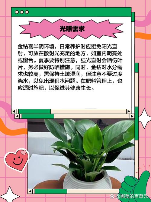 金钻的养殖方法和注意事项?大叶金钻的养殖方法和注意事项?-第3张图片-优品飞百科 金钻的养殖方法和注意事项?大叶金钻的养殖方法和注意事项?-第3张图片-优品飞百科