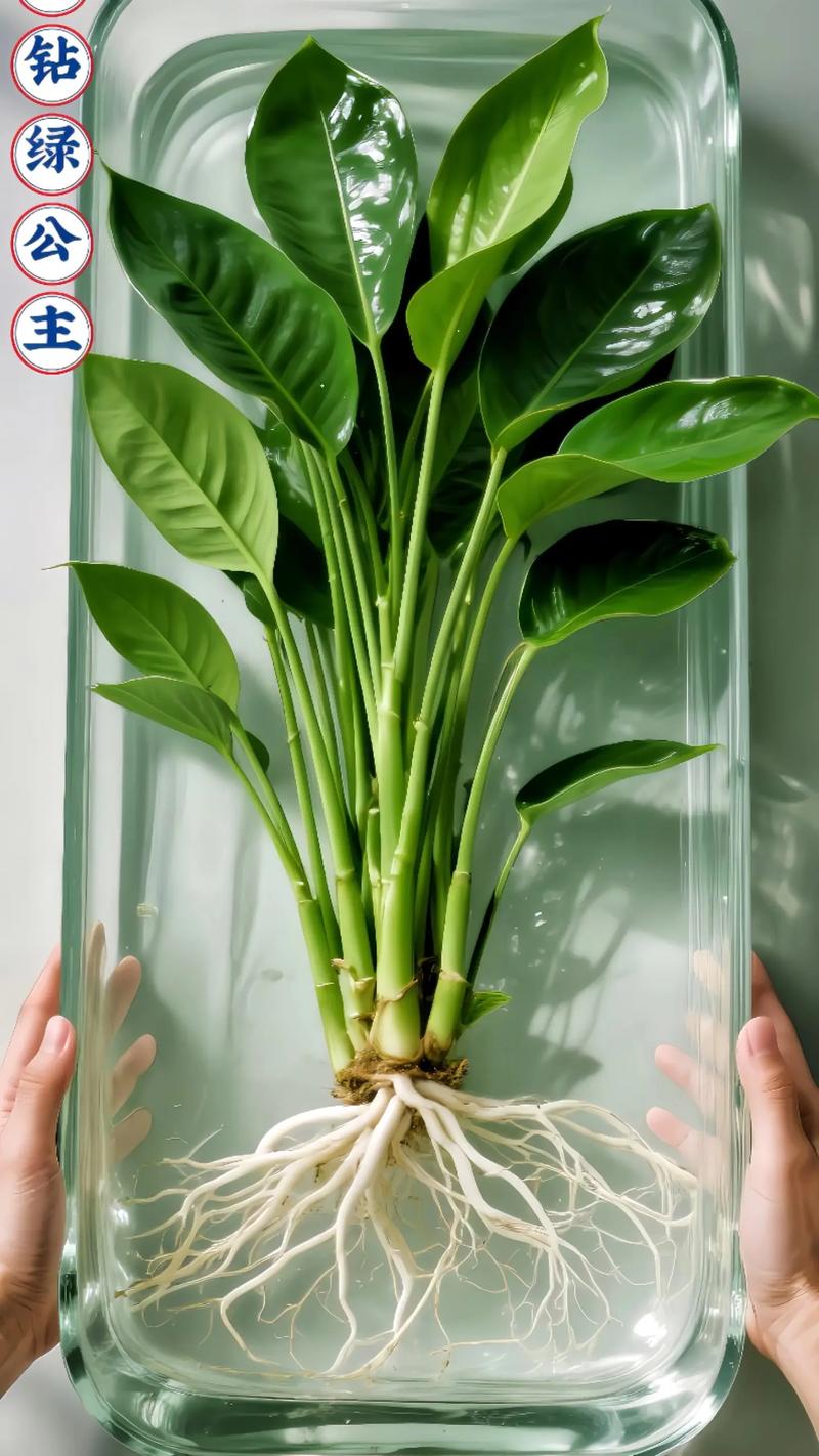 金钻的养殖方法和注意事项?大叶金钻的养殖方法和注意事项?-第4张图片-优品飞百科 金钻的养殖方法和注意事项?大叶金钻的养殖方法和注意事项?-第4张图片-优品飞百科