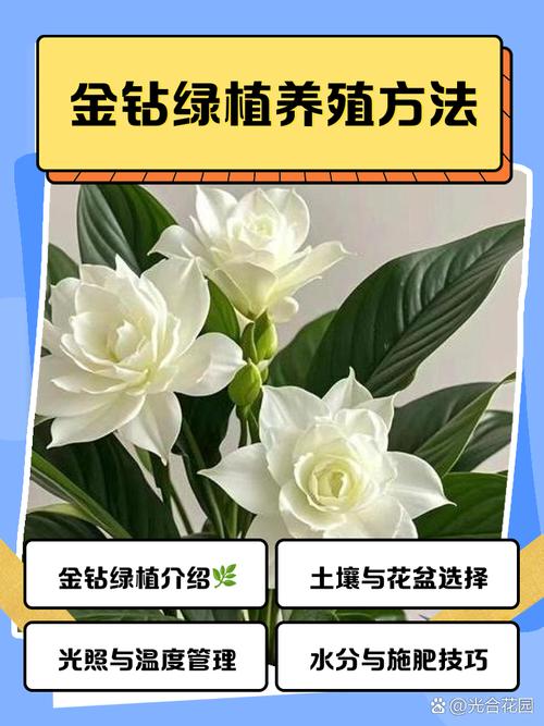 金钻的养殖方法和注意事项?大叶金钻的养殖方法和注意事项?-第6张图片-优品飞百科 金钻的养殖方法和注意事项?大叶金钻的养殖方法和注意事项?-第6张图片-优品飞百科