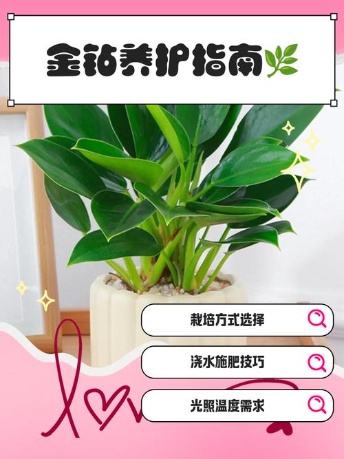 金钻的养殖方法和注意事项?大叶金钻的养殖方法和注意事项?-第7张图片-优品飞百科 金钻的养殖方法和注意事项?大叶金钻的养殖方法和注意事项?-第7张图片-优品飞百科