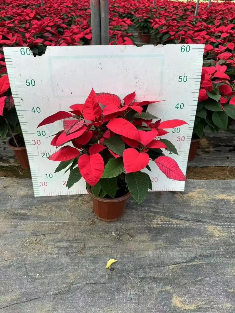 一品红能放室内吗？一品红可以放卧室吗?？-第1张图片-优品飞百科