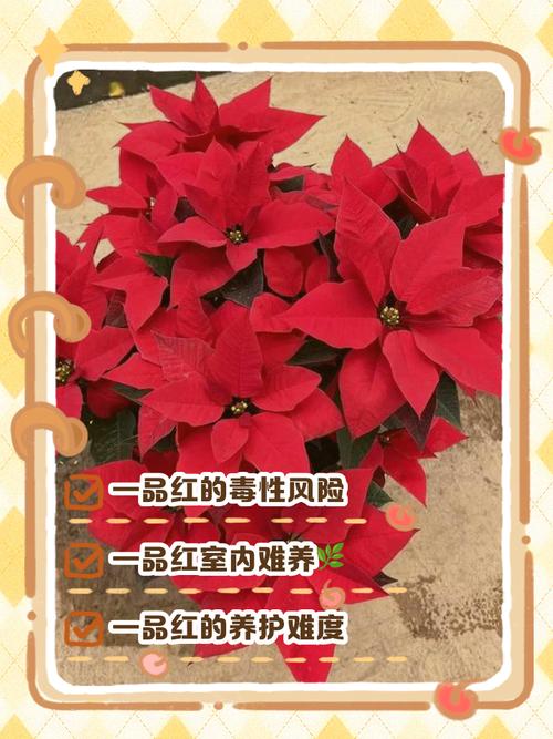 一品红能放室内吗？一品红可以放卧室吗?？-第2张图片-优品飞百科