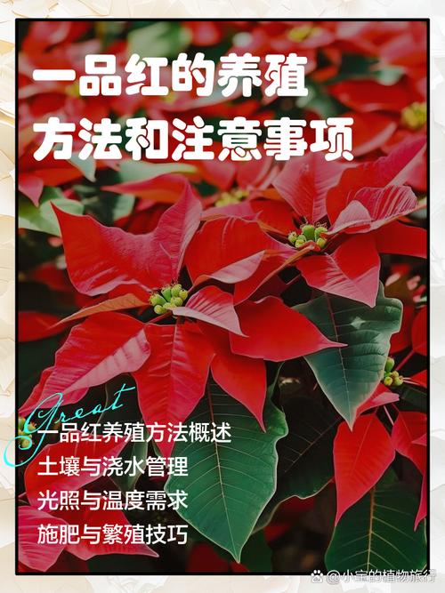 一品红能放室内吗？一品红可以放卧室吗?？-第3张图片-优品飞百科