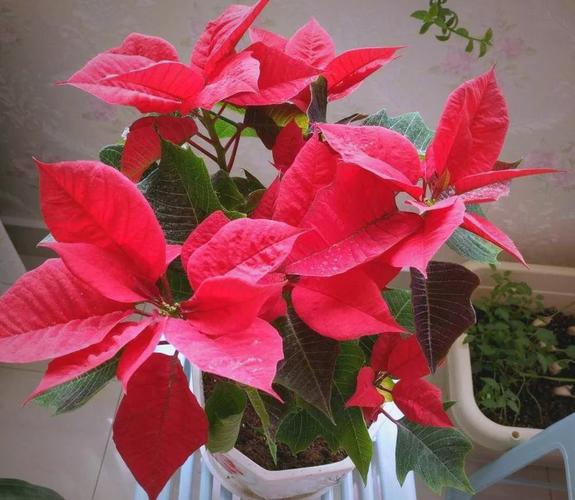 一品红能放室内吗？一品红可以放卧室吗?？-第4张图片-优品飞百科