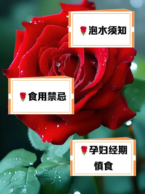 玫瑰花的功效与作用，玫瑰花怎么吃？玫瑰花作用功效效与作用？-第5张图片-优品飞百科