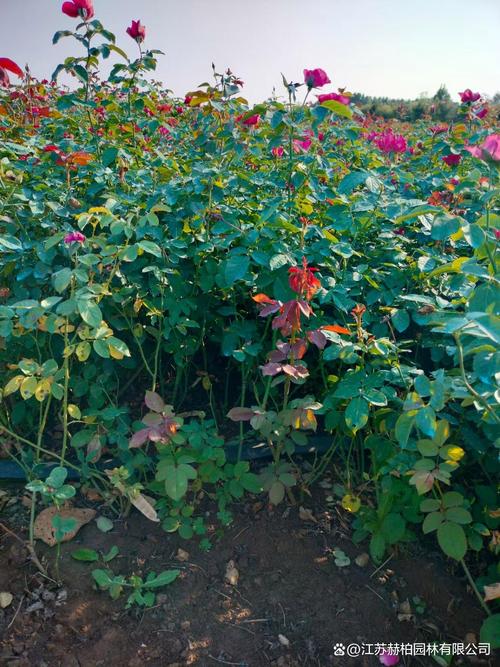 丰花月季怎么扦插，丰花月季怎么扦插繁殖